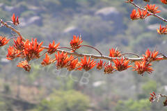 Erythrina stricta